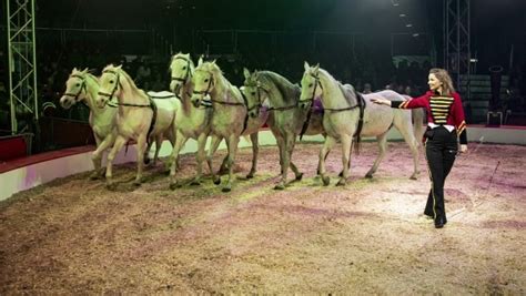 cirkus viborg|Køb billetter til Cirkuspladsen ved Fabrikvej arrangementer i Viborg